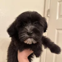 Luna, a female Goldendoodle and Mal Shi for sale in Elk Grove, CA – Photo 4 of 4