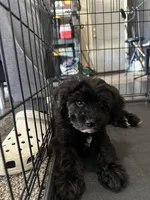 Bruno, a male Goldendoodle and Mal Shi for sale in Elk Grove, CA – Photo 3 of 5