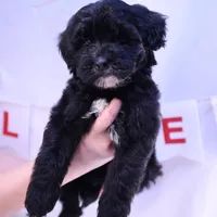 Bruno, a male Goldendoodle and Mal Shi for sale in Elk Grove, CA – Photo 1 of 5