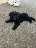 Bruno, a male Goldendoodle and Mal Shi for sale in Elk Grove, CA – Photo 5 of 5