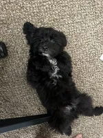 Bruno, a male Goldendoodle and Mal Shi for sale in Elk Grove, CA – Photo 4 of 5