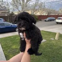 Bruno, a male Goldendoodle and Mal Shi for sale in Elk Grove, CA – Photo 2 of 5