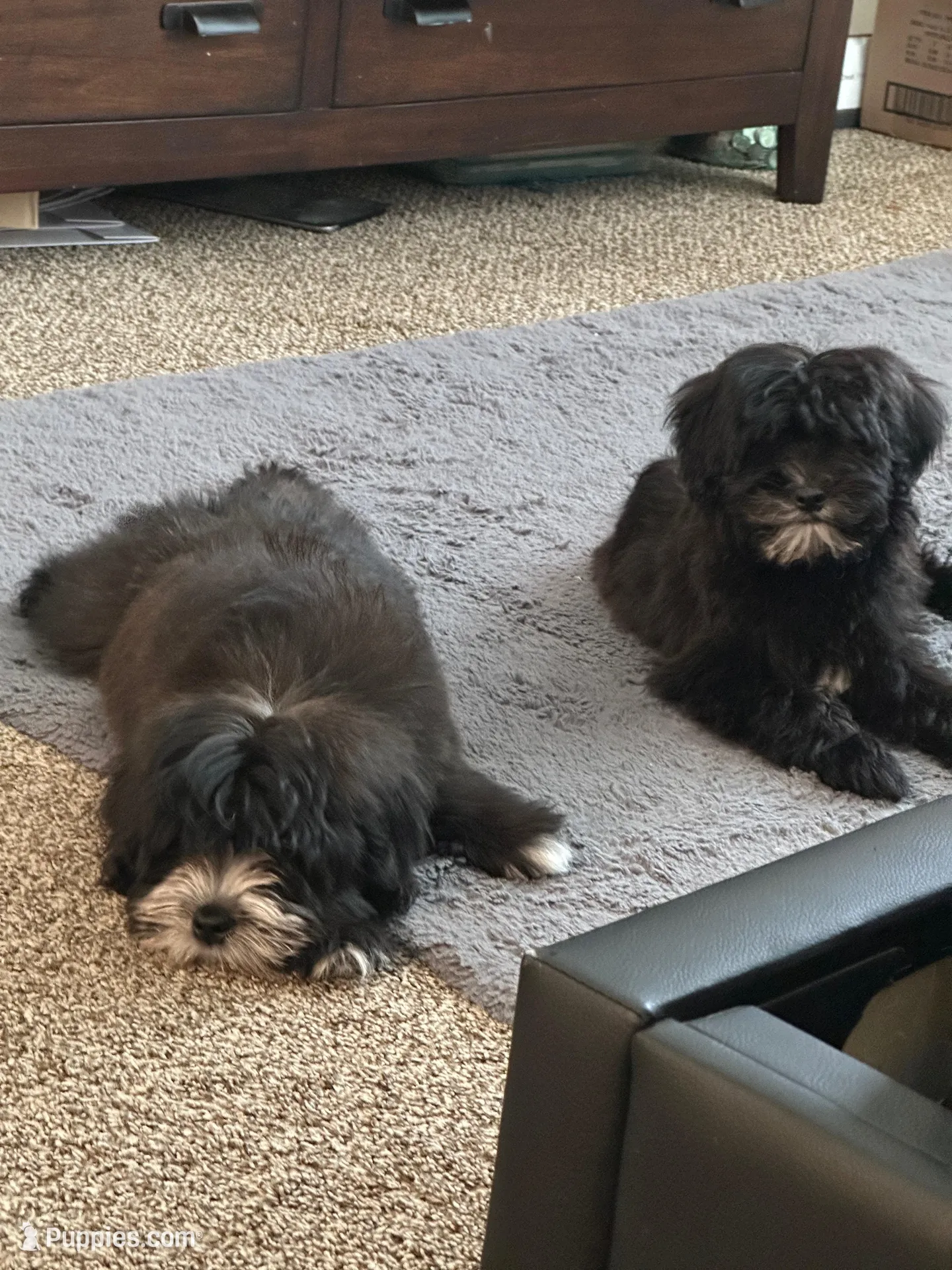 Panda, a male Mal Shi for sale in Elk Grove, CA – Photo 7 of 7