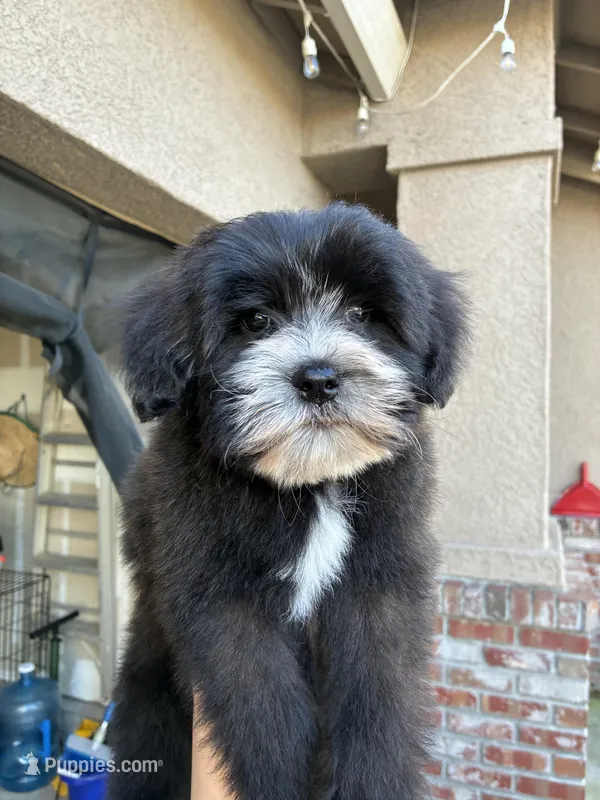 Panda – Mal Shi puppy for sale in Elk Grove, CA