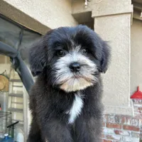 Panda, a male Goldendoodle and Mal Shi for sale in Elk Grove, CA – Photo 3 of 5