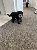 Panda, a male Goldendoodle and Mal Shi for sale in Elk Grove, CA – Photo 5 of 5