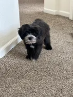 Panda, a male Goldendoodle and Mal Shi for sale in Elk Grove, CA – Photo 4 of 5