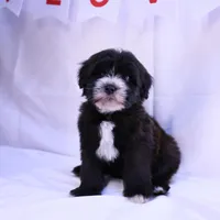 Panda, a male Goldendoodle and Mal Shi for sale in Elk Grove, CA – Photo 1 of 5