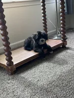 Panda, a male Mal Shi for sale in Elk Grove, CA – Photo 6 of 7