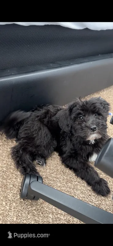 Bruno – Mal Shi puppy for sale in Elk Grove, CA