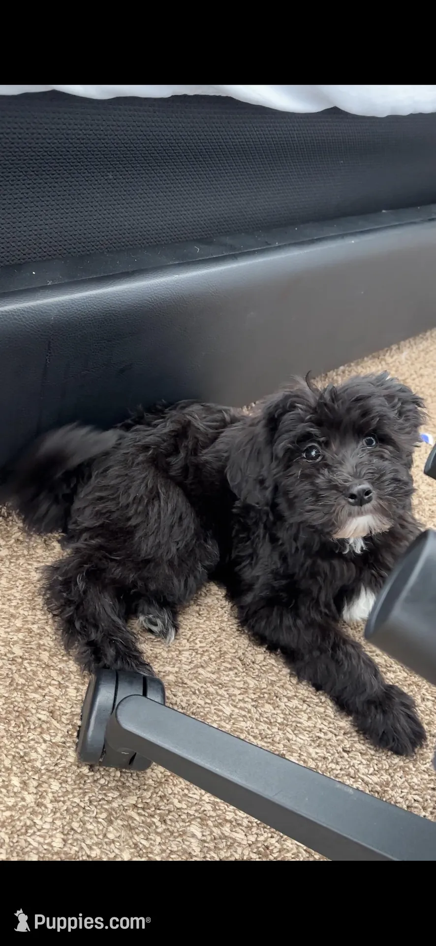 Bruno, a male Mal Shi for sale in Elk Grove, CA – Photo 1 of 6