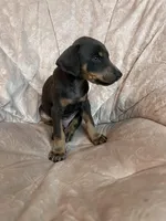 Blue, a male Doberman Pinscher for sale in Riverside, CA – Photo 4 of 4