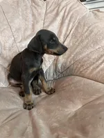 Blue, a male Doberman Pinscher for sale in Riverside, CA – Photo 2 of 4