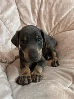 Blue, a male Doberman Pinscher for sale in Riverside, CA – Photo 1 of 4