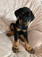 Red, a male Doberman Pinscher for sale in Riverside, CA – Photo 5 of 6