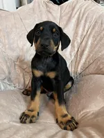 Red, a male Doberman Pinscher for sale in Riverside, CA – Photo 6 of 6