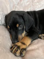 Red, a male Doberman Pinscher for sale in Riverside, CA – Photo 4 of 6