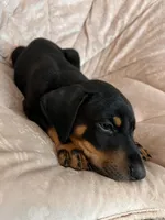 Red, a male Doberman Pinscher for sale in Riverside, CA – Photo 2 of 6