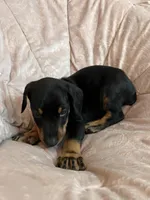 Red, a male Doberman Pinscher for sale in Riverside, CA – Photo 1 of 6