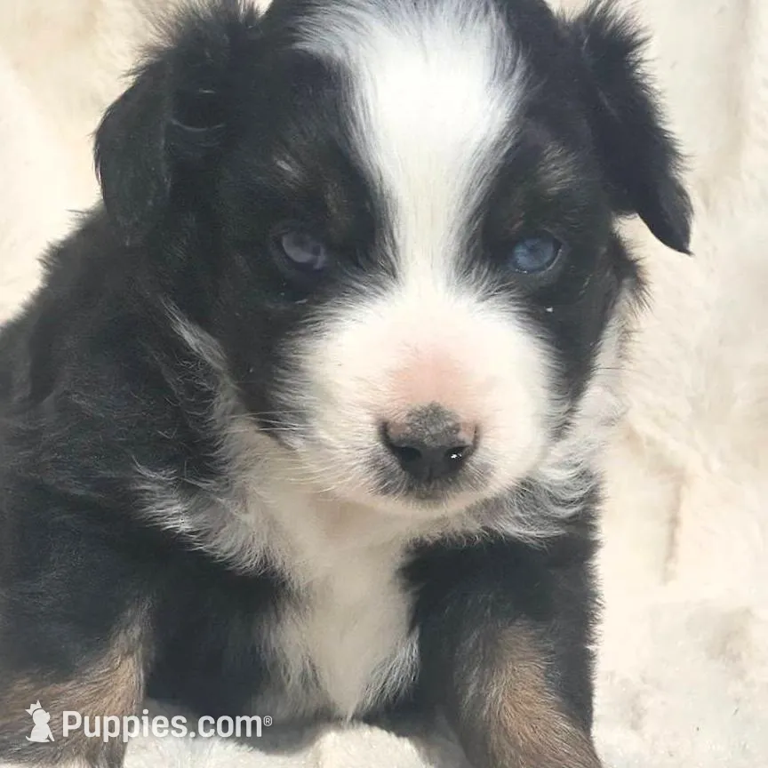 Frankie, a male Miniature American Shepherd for sale in Bealeton, VA – Photo 1 of 1
