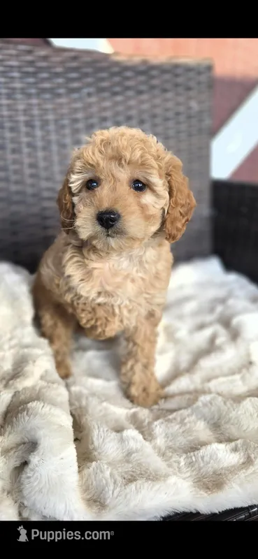 Babs, a female Miniature Goldendoodle for sale in Bealeton, VA – Photo 1 of 1