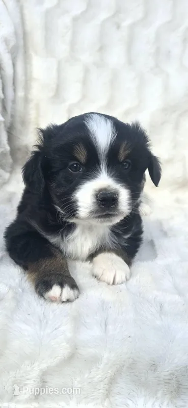 Milo, a male Miniature American Shepherd for sale in Bealeton, VA – Photo 1 of 1