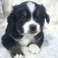 Milo, a male Miniature American Shepherd for sale in Bealeton, VA – Photo 2 of 2
