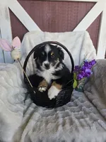 Milo, a male Miniature American Shepherd for sale in Bealeton, VA – Photo 1 of 2