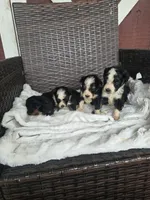 Trudy, a male Miniature Aussiedoodle for sale in Bealeton, VA – 2 of 2