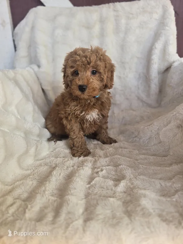 Sherman – Miniature Goldendoodle puppy for sale in Bealeton, VA