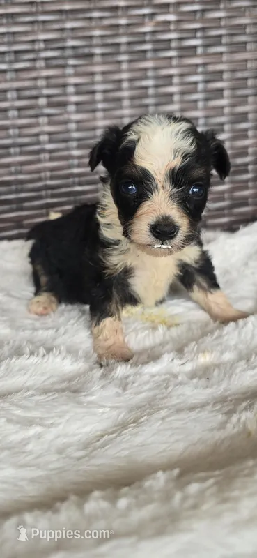 Sapphire – Miniature Aussiedoodle puppy for sale in Bealeton, VA