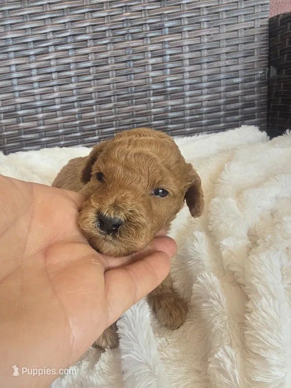 Harley – Miniature Goldendoodle puppy for sale in Bealeton, VA