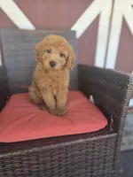 Sambo, a male Miniature Goldendoodle for sale in Bealeton, VA – Photo 1 of 3