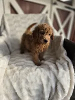 Sambo, a male Miniature Goldendoodle for sale in Bealeton, VA – Photo 3 of 3