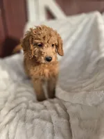Sambo, a male Miniature Goldendoodle for sale in Bealeton, VA – Photo 2 of 3