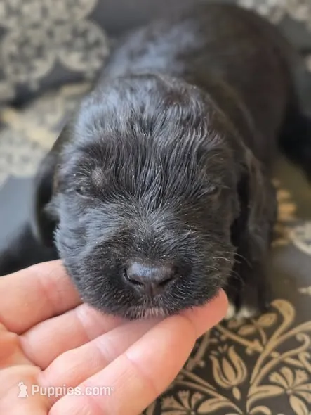 Ace – Labradoodle puppy for sale in Bealeton, VA