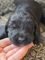 Ace, a male Labradoodle for sale in Bealeton, VA – 1 of 1