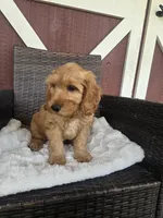 Mufassa , a male Miniature Goldendoodle for sale in Bealeton, VA – 2 of 5