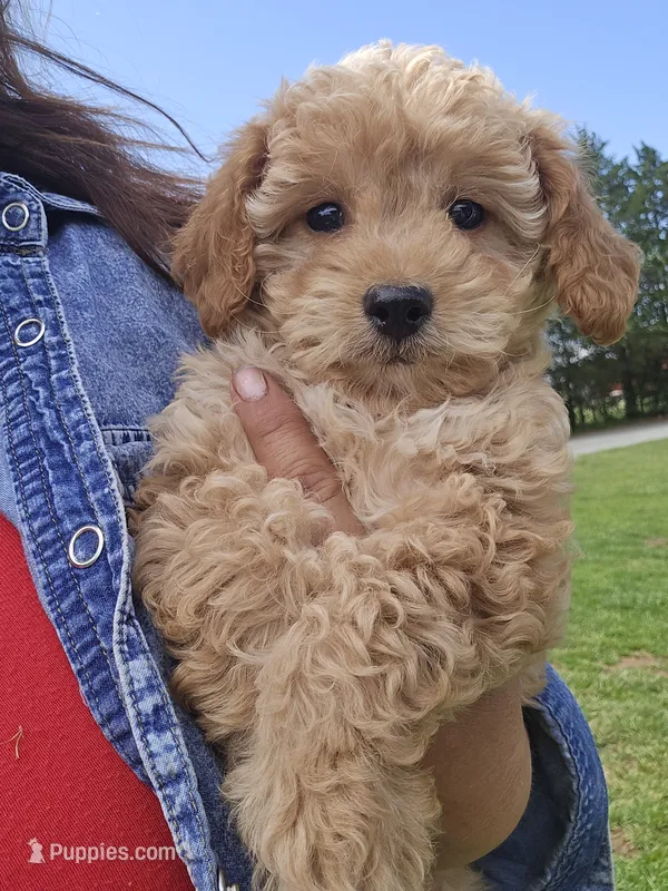 Bentley – Miniature Goldendoodle puppy for sale in Bealeton, VA