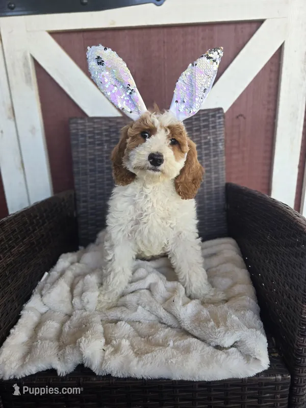 Remington – Miniature Goldendoodle puppy for sale in Bealeton, VA