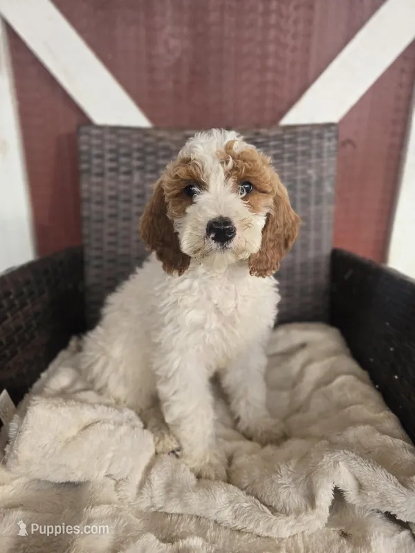 Remington – Miniature Goldendoodle puppy for sale in Bealeton, VA