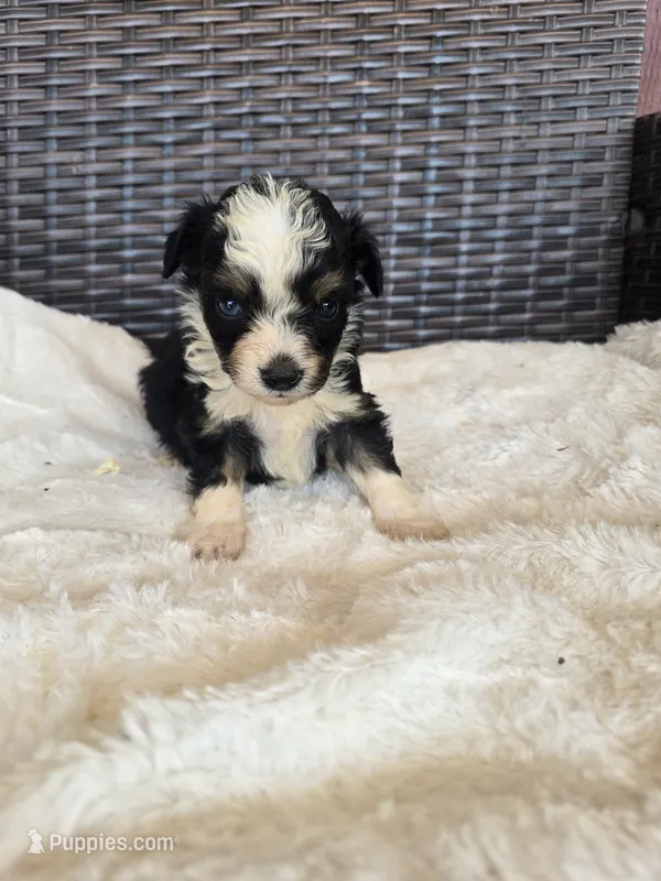 Sapphire – Miniature Aussiedoodle puppy for sale in Bealeton, VA