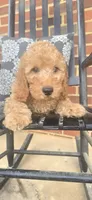 Banjo, a male Miniature Goldendoodle for sale in Bealeton, VA – 2 of 2
