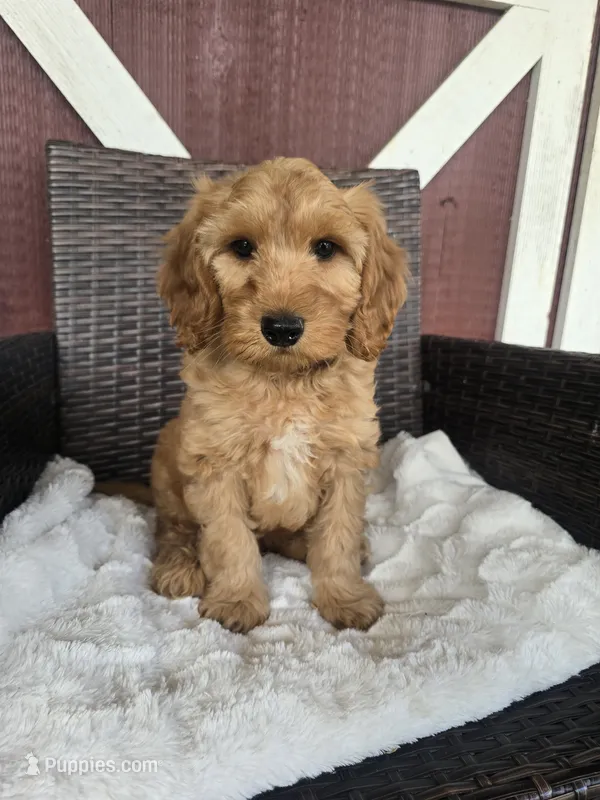 Mufassa  – Miniature Goldendoodle puppy for sale in Bealeton, VA