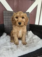 Mufassa , a male Miniature Goldendoodle for sale in Bealeton, VA – 1 of 5