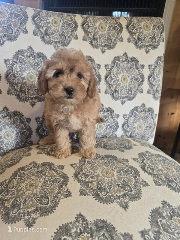 Snazzy – Miniature Goldendoodle puppy for sale in Bealeton, VA