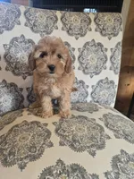 Snazzy, a male Miniature Goldendoodle for sale in Bealeton, VA – 1 of 1