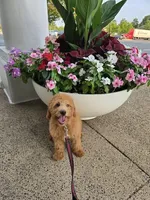 Princess, a female Miniature Goldendoodle for sale in Bealeton, VA – Photo 2 of 3