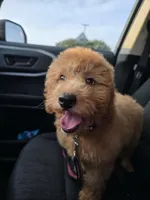 Princess, a female Miniature Goldendoodle for sale in Bealeton, VA – Photo 3 of 3