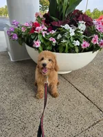 Princess, a female Miniature Goldendoodle for sale in Bealeton, VA – Photo 1 of 3